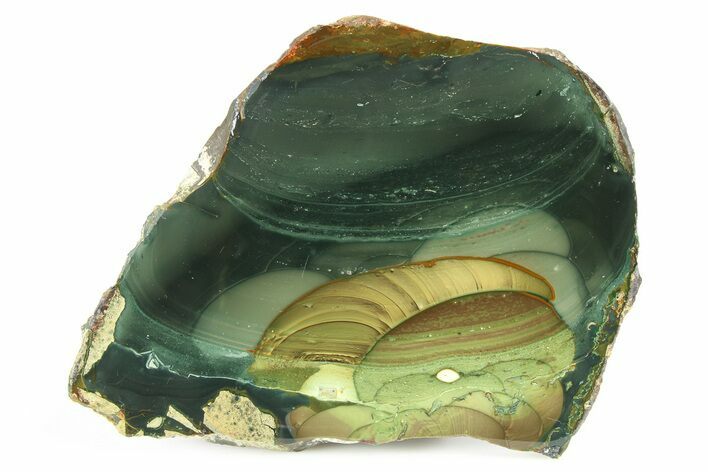 Polished Slab of Blue Mountain Jasper - Oregon #263514